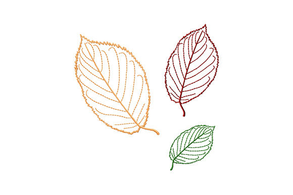 Beech Tree Leaves: A Designer's Review for Personalized Gifts